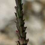 Euphorbia exigua Fruto