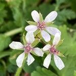 Erodium cicutarium 花