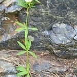 Trifolium lupinaster Vekstform