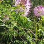 Cleome serrulata Flor