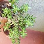 Sedum adolphi 葉