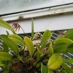 Bulbophyllum picturatum Plante entière