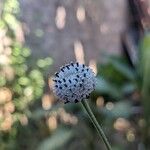 Melanthera nivea Flower