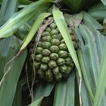 Pandanus tectorius Vaisius