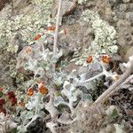 Eriogonum crocatum Costuma