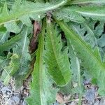 Taraxacum pyropappum Feuille