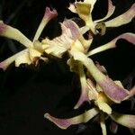 Encyclia tampensis 花