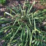 Yucca flaccida Leaf