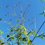 Bidens subalternans Habitus