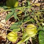 Physalis angulata Fruit