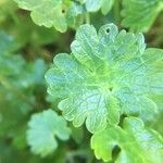 Ranunculus alpestris Leaf