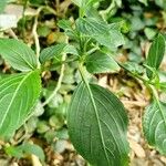 Strobilanthes hamiltoniana Levél