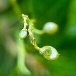 Buchanania sessifolia Fruit