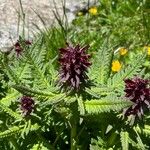 Pedicularis recutita Flor