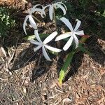 Crinum americanum Λουλούδι