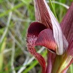 Serapias vomeracea Flor