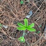 Hydrastis canadensis Leaf