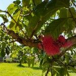 Syzygium malaccense ഇല