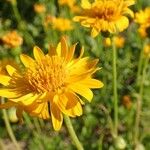 Haplopappus glutinosus Flower