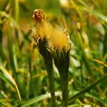 Scorzoneroides helvetica Flower