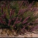 Trichostema lanatum Hábito