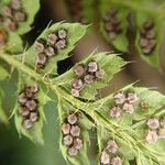 Polystichum sinense Fruit