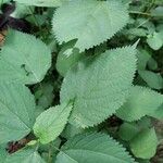 Laportea canadensis Folla