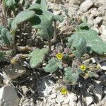 Phacelia scopulina Hábito