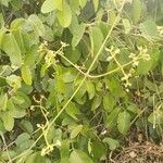 Hippocratea volubilis Flower