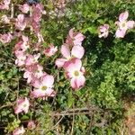 Cornus florida L.Flor