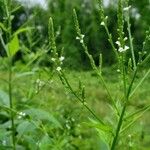 Verbena urticifolia Cvet