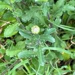 Leucanthemum ircutianum List