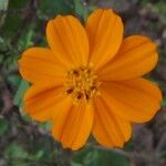 Cosmos sulphureus Flower