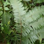 Pteris catoptera