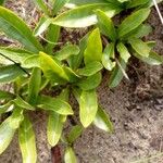 Brackenridgea arenaria Лист