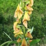 Crotalaria pallida Цвят