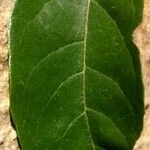 Cordia alliodora Blad