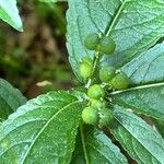 Mercurialis perennis Fruit