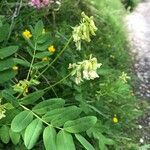 Astragalus frigidus Cvet