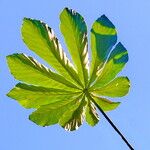 Cecropia pachystachya Leaf