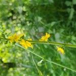 Agrimonia gryposepala Flower