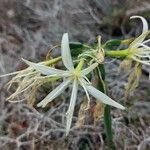 Pancratium illyricum Fleur