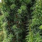 Taxus cuspidataपत्ता