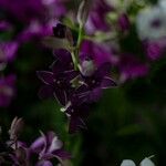 Dendrobium victoriae-reginae Virág