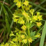 Alchemilla glabra Цветок