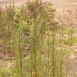 Euthamia occidentalis Hábito
