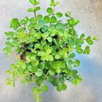 Peperomia rotundifolia 葉