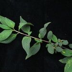 Leptodermis kumaonensis Habit