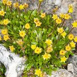 Saxifraga seguieri Flower