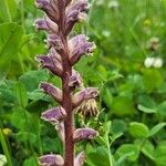 Orobanche pubescens Цвят